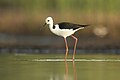 85 Black-winged Stilt, Pitt Town Lagoon uploaded by JJ Harrison, nominated by Iifar,  14,  0,  0