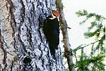 Thumbnail for File:Pileated Woodpecker-Olympics.jpg