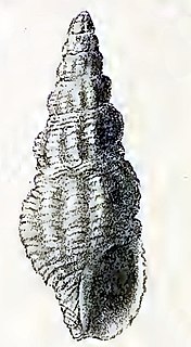 <i>Pilsbryspira umbrosa</i> species of mollusc