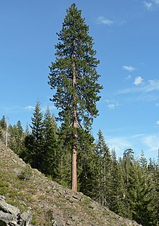Pinus ponderosa subsp. ponderosa