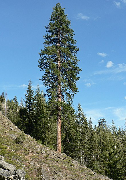 Высокая сосна. Пинус Пандероза. Сосна Ponderosa. Сосна Бальфура. Pinus Funebris.