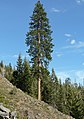 Kaskadijos geltonoji pušis (Pinus ponderosa subsp. ponderosa) auganti Venačio valstybiniame miške (Wenatchee National Forest), Vašingtono valstija