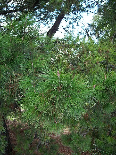 File:Pinus radiata-1.jpg