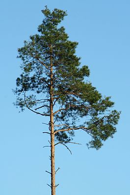 Pinus sylvestris p1.jpg