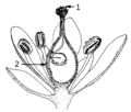 Pistil (PSF).png