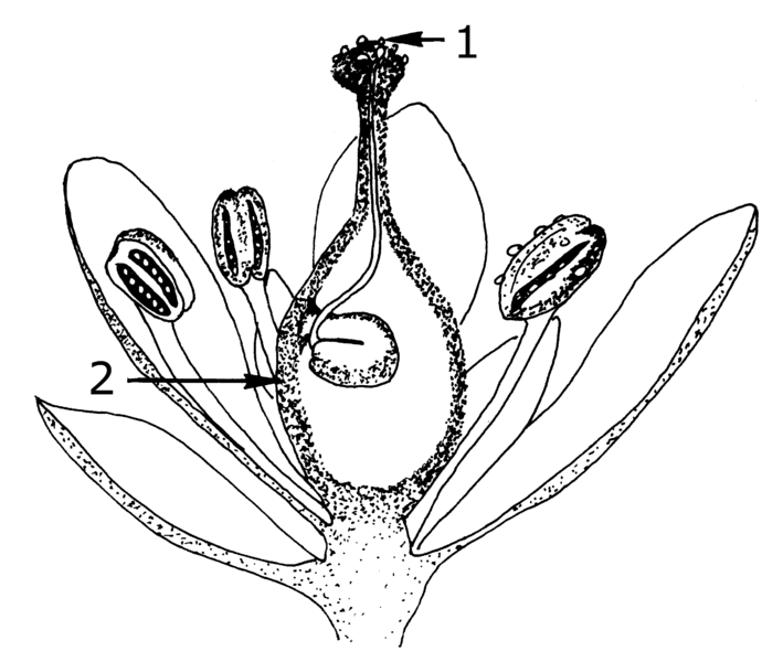 File:Pistil (PSF).png