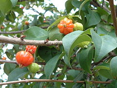 Cerises de Cayenne (Eugenia uniflora).