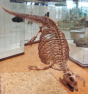 플라코두스의 화석.