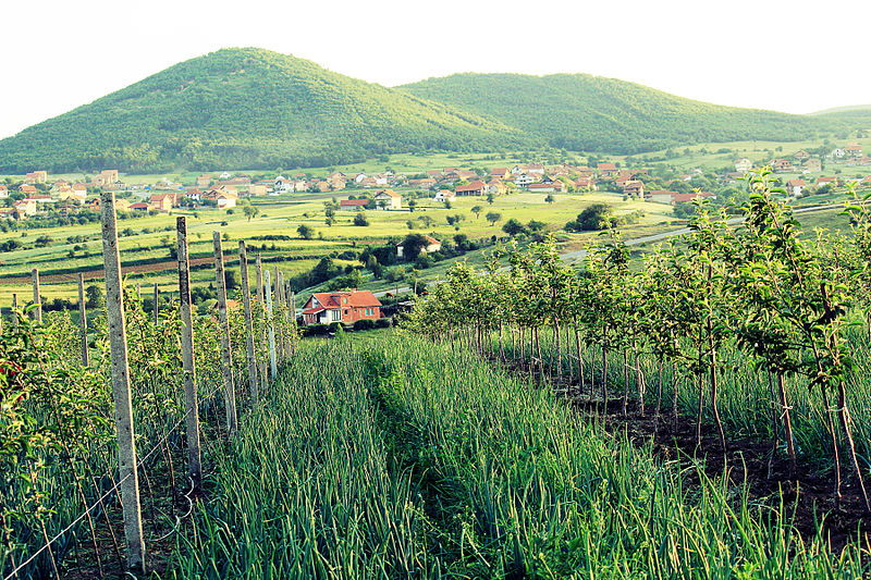 File:Plantacion ne Bresalc Gjilan Kosovë.JPG