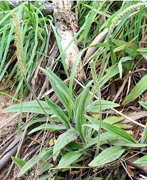 A Plantago varia kép leírása 1.jpg.