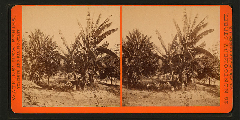 File:Plantain Tree, by Watkins, Carleton E., 1829-1916.jpg