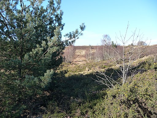 Poole , Canford Heath - geograph.org.uk - 1749928