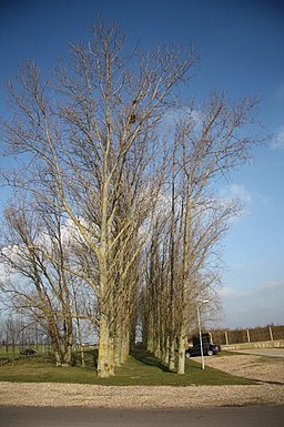 Poplars - geograph.org.uk - 1139392