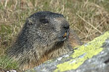 Head of a marmot Portrait of M. marmota latirostris.jpg