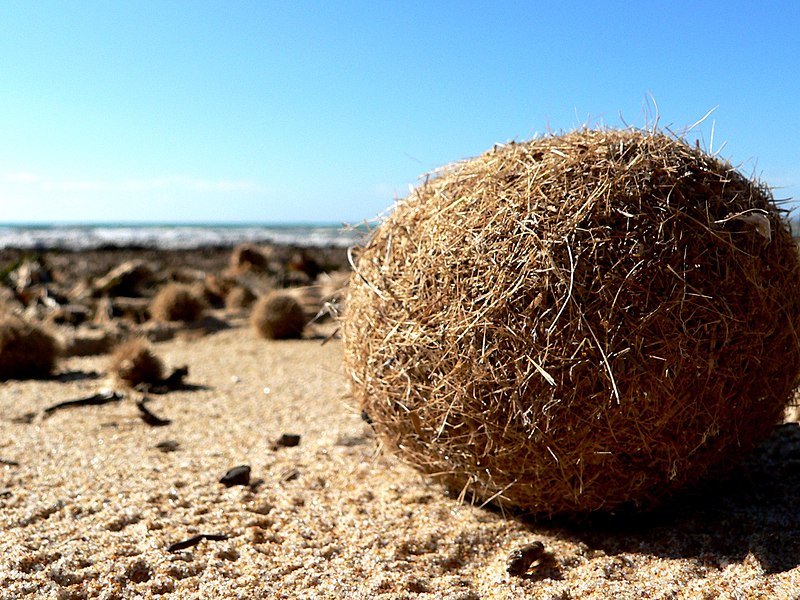 File:Posidonia oceanica spheroid.jpg