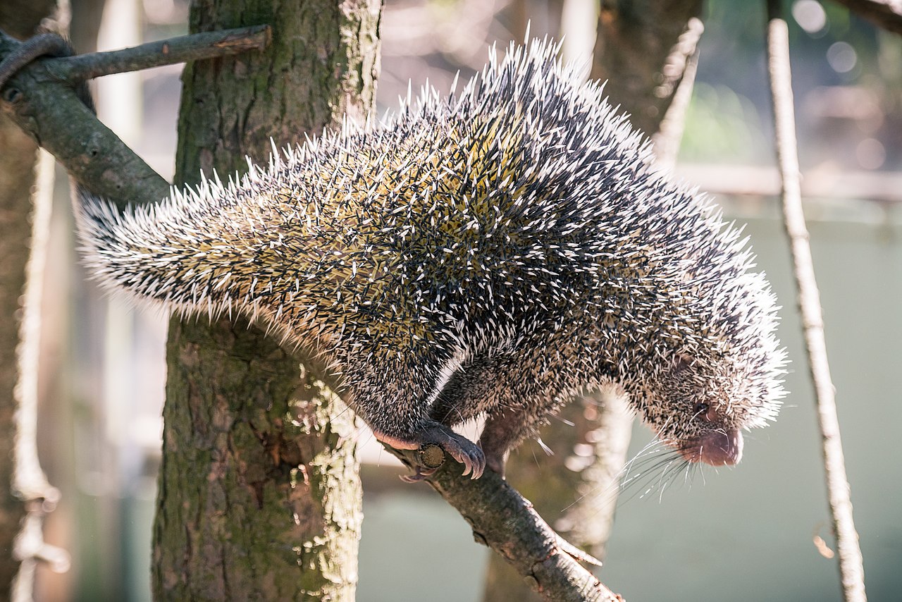 prehensile tailed porcupine facts