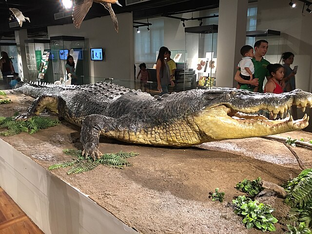 The Australian crocodile industry - Fashion, food & wildlife tourism