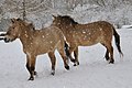 Cavalo-De-Przewalski: Descrição, Ecologia, Cruzamento