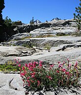 Pride-of-the-mountain (Penstemon newberyi)