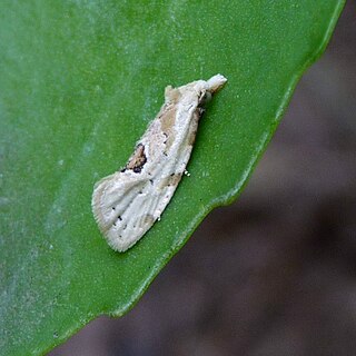 <i>Aethes angustana</i> Species of moth