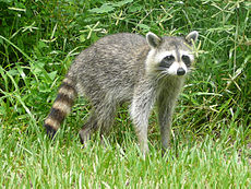 Procyon lotor (Common raccoon).jpg