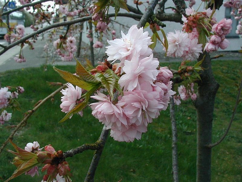 File:Prunus-serrulata-cultivar-9.JPG
