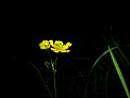 * Nomination Flower Ranunculus acris --Akdam 17:50, 15 November 2013 (UTC) * Promotion Nice. --Mattbuck 21:58, 19 November 2013 (UTC)