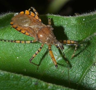 <i>Pselliopus barberi</i> Species of true bug