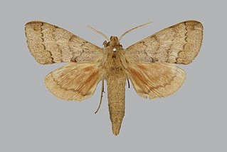 <i>Pseudandriasa</i> Genus of moths