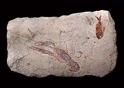 Fossil shrimp