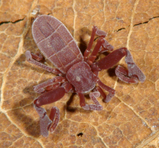 <i>Pseudocellus</i> Genus of spider-like animals