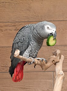 A pet grey parrot eating a cucumber slice Psittacus erithacus cucumber.jpg