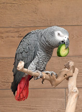 A pet grey parrot eating a cucumber slice