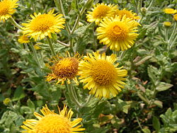 Vanukirppuruohon (Pulicaria dysenterica) kukintoja.