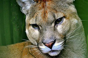 Puma concolor. Costa Rica.jpg