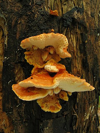 <span class="mw-page-title-main">Indicator fungi in forest protection, Finland</span>