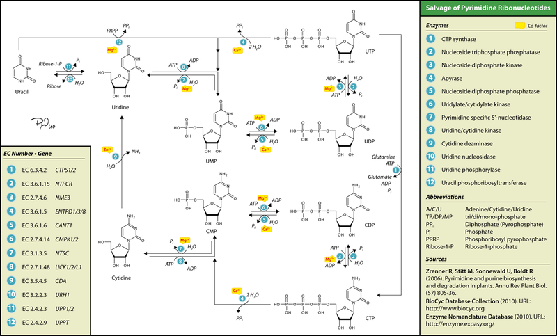 File:Pyrimidine Ribonucleotide Salvage.png