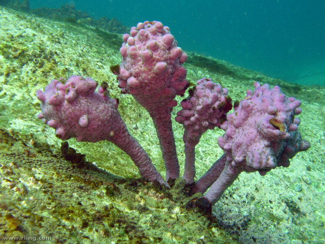 Pyura spinifera