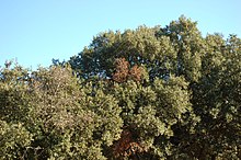 Arbre à Aumelas (Hérault) attaqué par le bupreste Coraebus florentinus, dont la larve fore une galerie annulaire qui tue des branches.