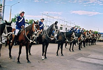 The horses of the New South Wales Mounted Police show some of the typical variations in the bay color. RAS NSW Mounted Police muster.jpg