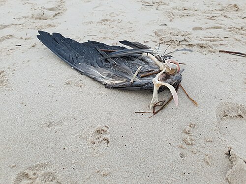 Raven skeleton with feathers