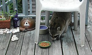 an image of a raccoon on house porch eating food.