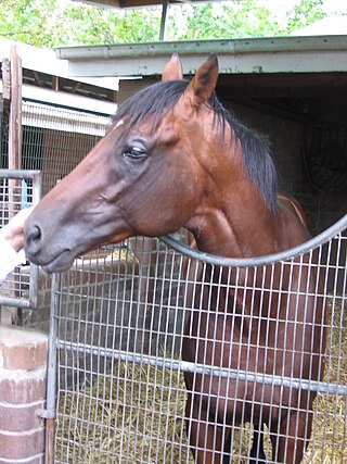 <span class="mw-page-title-main">Sirmione (horse)</span> Australian-bred Thoroughbred racehorse