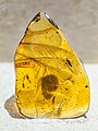* Nomination Rachis-dominated feathers embedded in a Burmese amber --Tiouraren 08:58, 25 June 2022 (UTC) * Promotion Good quality. -- Ikan Kekek 18:38, 25 June 2022 (UTC)