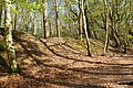 Ramparts of the Iron Age Oldbury Camp. [3]