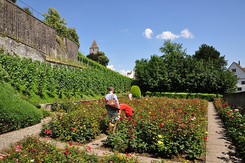 File:Rapperswil - Rosengarten 2011-07-02 15-01-44.JPG