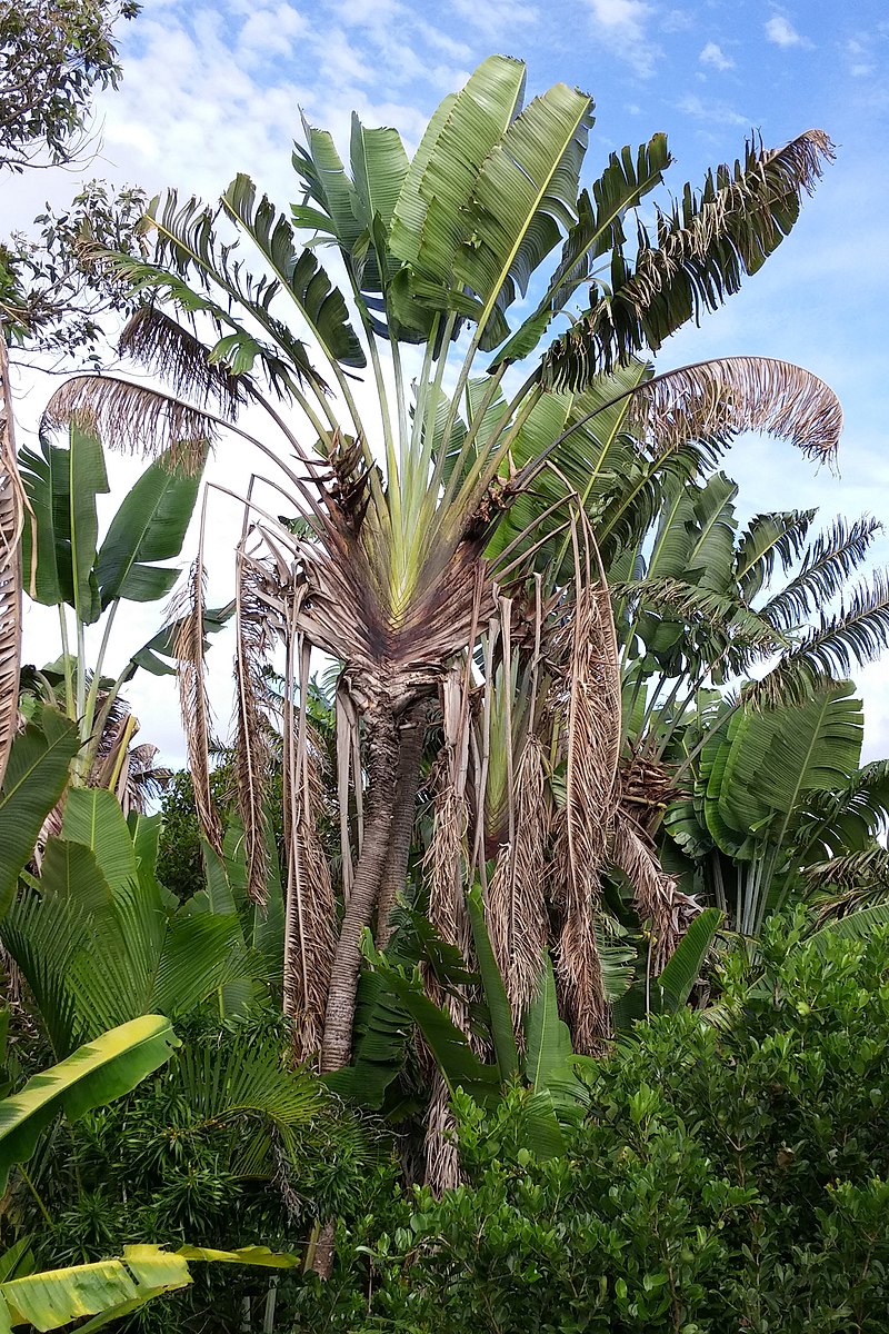 1 Plant of RAVENALA MADAGASCARIENSIS SONN. Plant