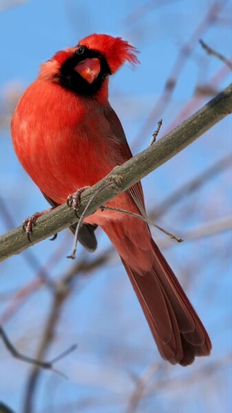 File:Ready for my photoshoot - cardinal in Prospect Park.jpg