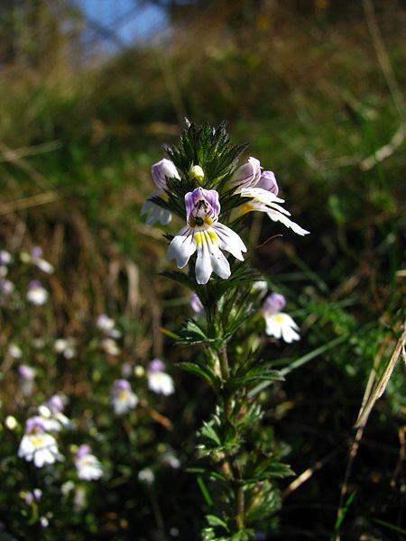 File:Red Eyebright (Euphrasia officinalis) in Jasenak.jpg