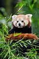 Red Panda (20613465262).jpg